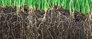 Pace Analytical PFAS in Soil and other Solids