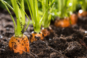 Pace Analytical Sources of PFAS in Soil