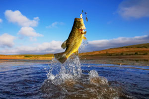 Pace Analytical PFAS in Lake Fish