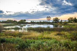 Northern Wetlands Habitat. Protected wetland habitat