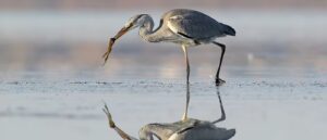 Pace Analytical PFAS in Biota Hero Image