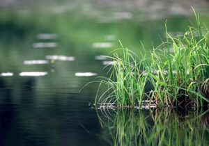 PFAS in Industry and Manufacturing: NPDES