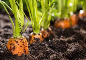 Pace Analytical Sources of PFAS in Soil. PFAS in Soil & Other Solids